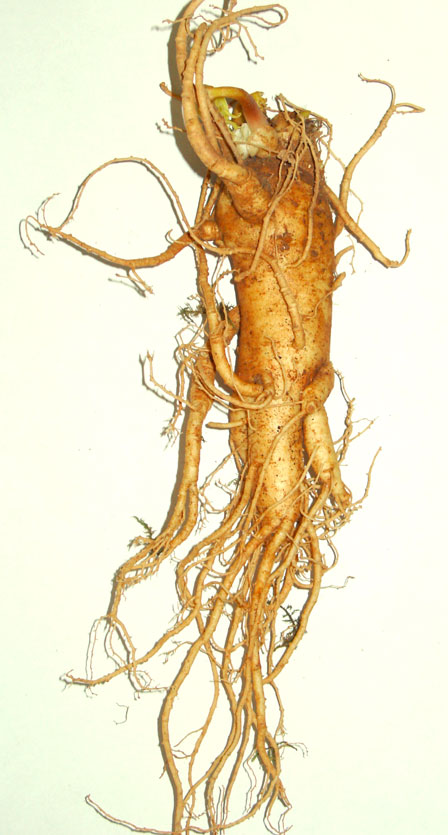 panax gensing root