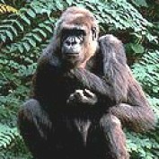 Larry The Gorilla profile image