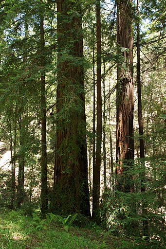 Redwoods California State Tree
