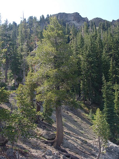Western White Pine Idaho State Tree