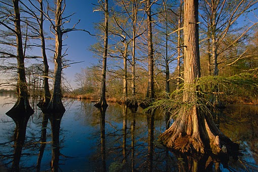 Bald Cypress Louisiana State Tree