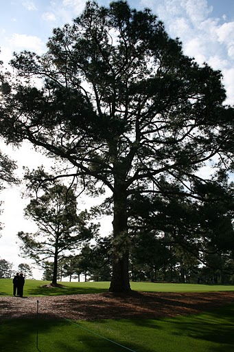Longleaf Pine North Carolina State Tree