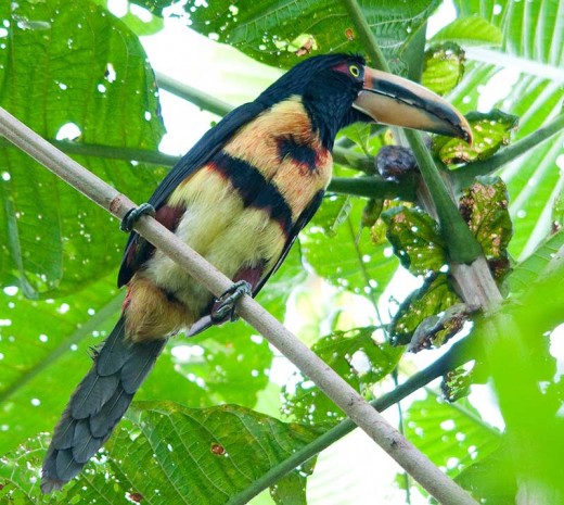 Pale-mandibled Araari (Pteroglossus erythropygius)