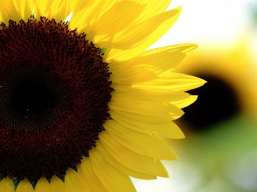 I don't know why... but sunflowers remind me of kind people!