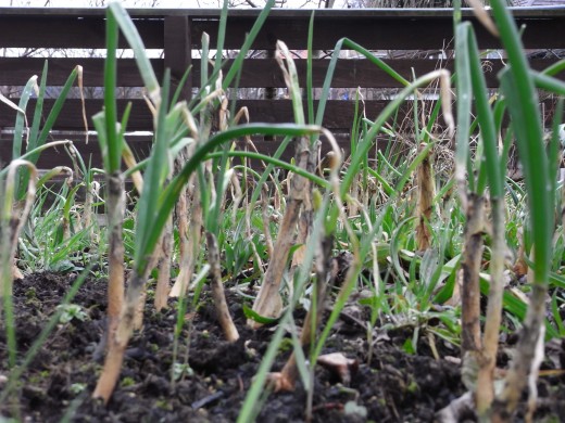 Over wintered onions, looking a bit sad but coming on.