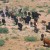 Leadership may sometimes even feel a bit like a cattle drive in the desert. Keep leading. Leadership may sometimes even feel a bit like a cattle drive in the desert. Keep leading.