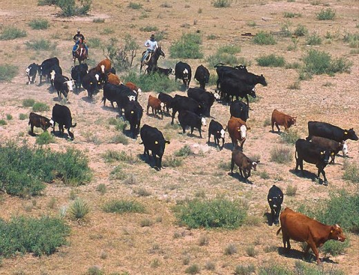Leadership may sometimes even feel a bit like a cattle drive in the desert. Keep leading. 