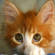 Cat Trainer profile image