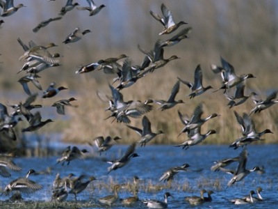 tidal marsh ducks