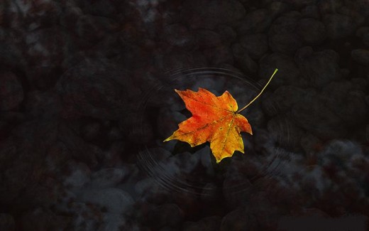 This is a picture of a leaf floating around looking very tasteful.  Leaves and things are always good at looking tasteful and poetic.