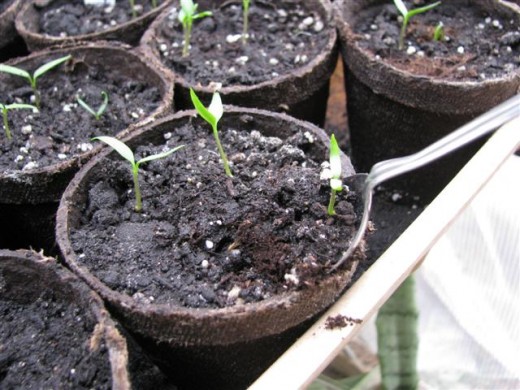 Any extra seedlings can be carefully scooped out with an old spoon.