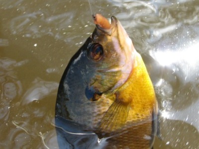 circle hooks for catching sunfish