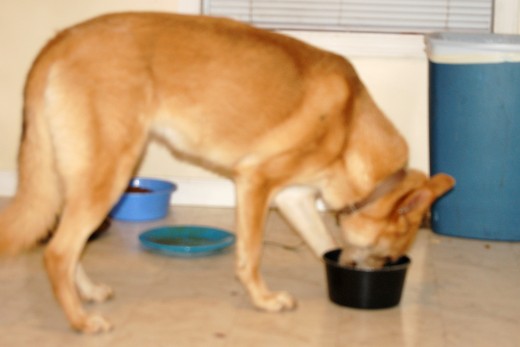 We let Busa eat the mac & cheese leftovers tonight.  She was a happy camper