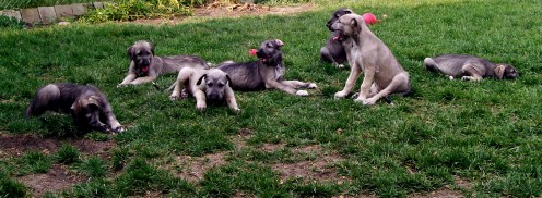 The Only Photo I Have Of All Seven Puppies