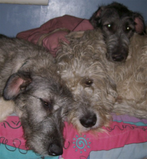 The Three Musketeers