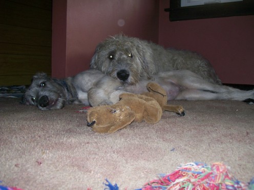 Frodo and Grendel, the last puppy to leave for his new home.