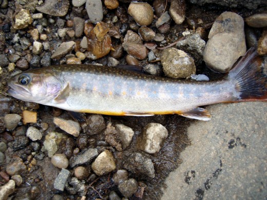 Salmon