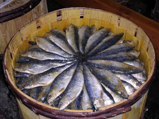 Sardines