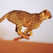 T2 MGMT Training profile image