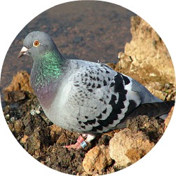 Wendl, the Homing Pigeon!