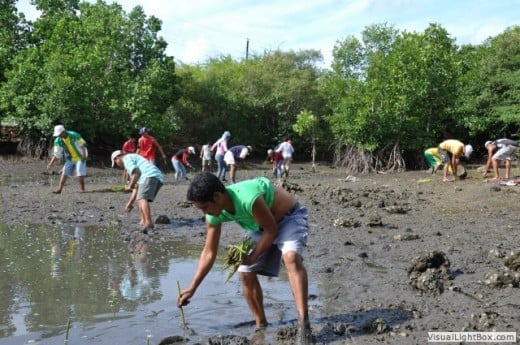 Planting mangrove saplings (Photo by El Verde