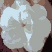 szufisticada profile image