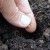 If it's the right time of year, you can sow seeds directly over compost material immediately after you've buried it. If it's the right time of year, you can sow seeds directly over compost material immediately after you've buried it.