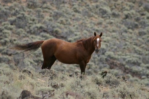 Wild Horse Wild Horse