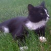 Paws For Peace profile image