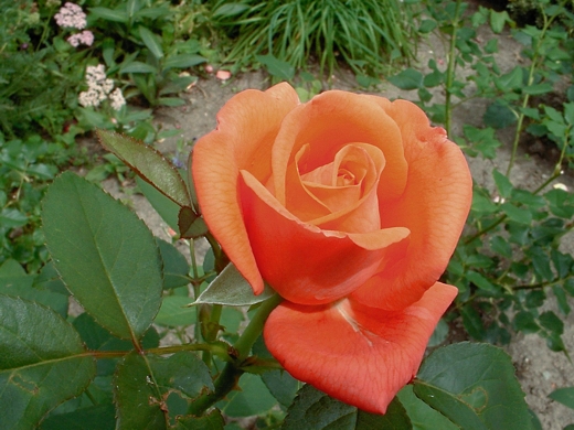 Tropicana rose.  Photo by: timorous