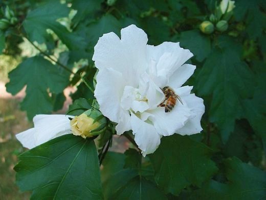 Rose of Sharon.  Photo by: timorous