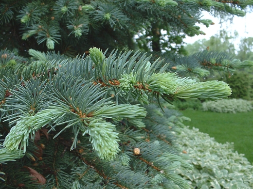 Blue Spruce tree (new buds).  Photo by: timorous