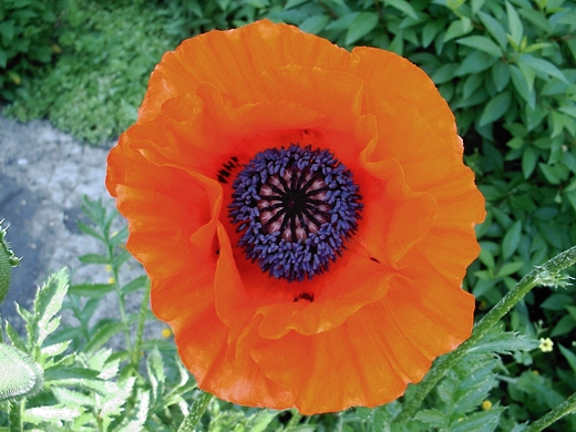 Oriental Poppy.  Photo by: timorous