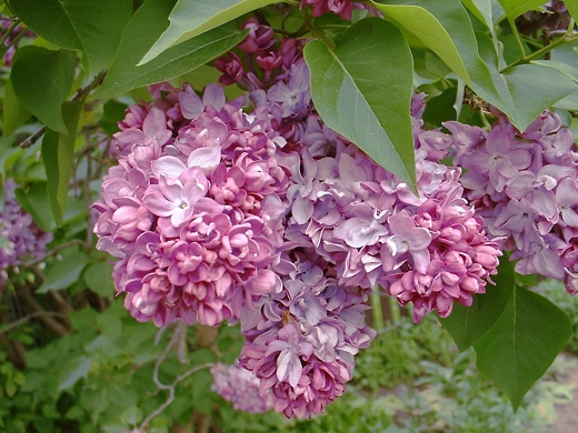 Lilac  Photo by: timorous