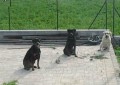 The Five Most Common Ways Dog Owners Ruin Their Dogs