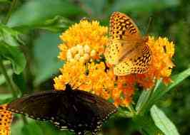2 butterflies on an Orange Butterfly Plant