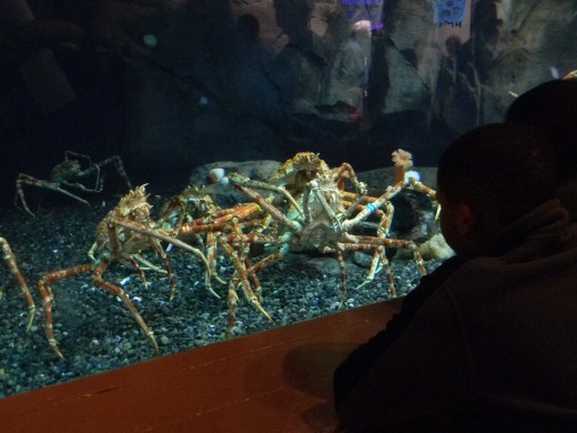Japanese spider crabs can have a leg span 13' -  which is the length of a car! They also may live up to 100 years!