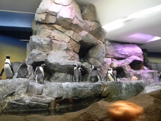 a small tunnel allows visitors with a unique underwater look of swimming penguins.