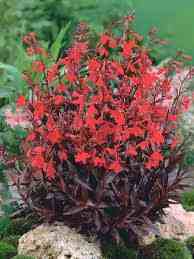 Russian Princess Lobelia