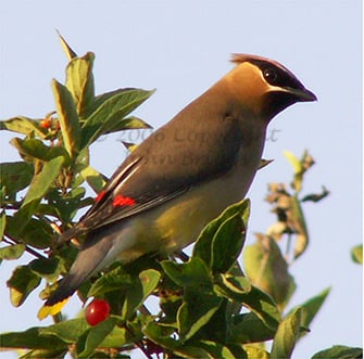 Cedar Waxwings tend to travel in small groups, and are attracted to trees that bare berries. A few trees or shrubs that waxwings are attracted to, are Eastern Red Cedar, and Autumn or Russian Olive