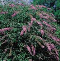 The butterfly Bush is a small flowering shrub, that hummingbirds are especially fond of, as well as a variety of butterflies. They are available in shades of white, pink, lavender and yellow to name a few.