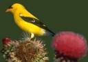 The American Goldfinch is a popular bird that is found year round in many areas. It is found of a variety of seeds, such as black-oil sunflower, but is often attracted to Thistle seeds.