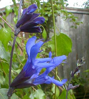 Black-Blue Sage or Salvia is an annual plant, that is very aromatic. It not only makes an excellent background border to any wildlife garden, hummingbirds also find its nectar enticing.