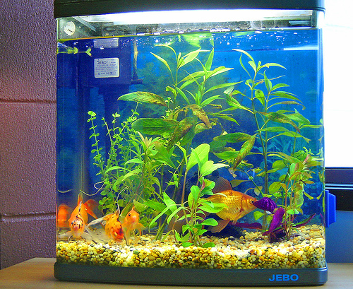 A fish aquarium comprises all the 5 elements of feng shui: water, wood (symbolized by plants), fire (symbolized by lighting and the red, yellow and orange colors of the fish), metal (the aquarium itself), and earth (the gravel and stones)