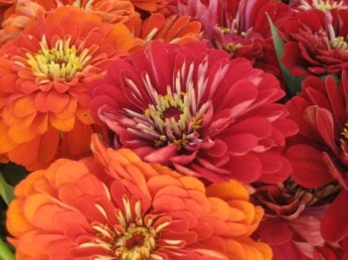 Growing Zinnia Flowers Easy Plants For Your Landscape And Containers Dengarden Home And Garden