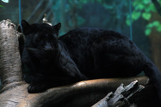 A Black Panther, which is a melanistic specie of several big cats.