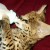 Savannah kitten feeding time! Savannah kitten feeding time!