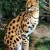The ancestor of all Savannahs, the African Serval. The ancestor of all Savannahs, the African Serval.