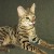 The strongly triangular face and huge ears contribute to the Savannah's wild look. The strongly triangular face and huge ears contribute to the Savannah's wild look.