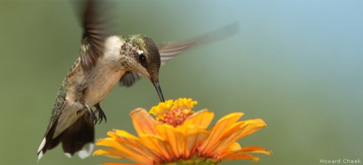 Hummingbirds are particularly fond of the nectar provide from plants that are tubular in shape. Trumpet Creeper or Trumpet Vine is one of these, beside a variety of salvia's and bee balm. They also are attracted to Red and orange colored plants.